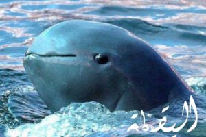 معلومات غريبة عن الدلافين دولفين إيراوادي وحكايته مع الصياد