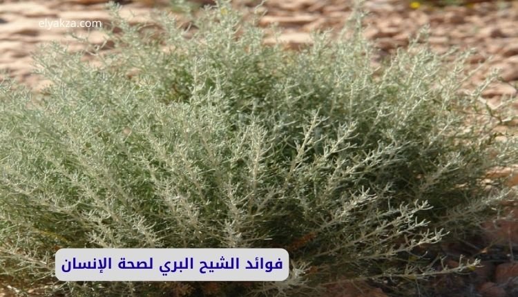 فوائد الشيح البري لصحة الإنسان