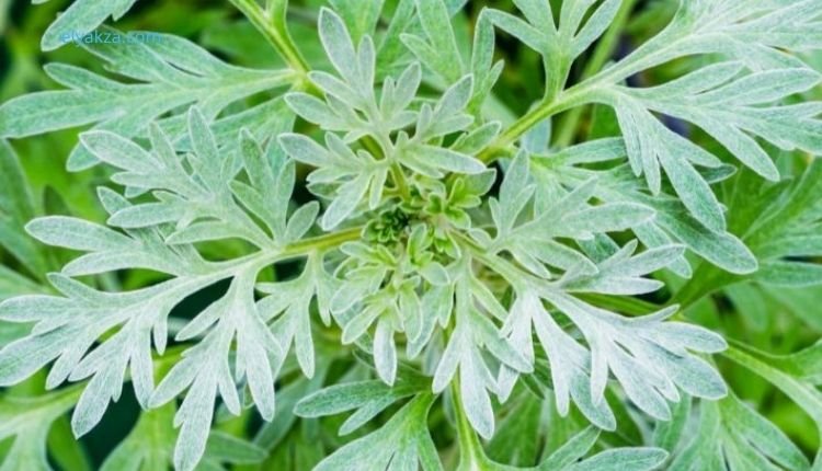 فوائد الشيح البري لصحة الإنسان: حقيقة أم خرافة؟ 3 فوائد الشيح البري المثبتة علميًا