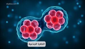 الخلايا الجذعية