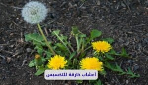 موقع اليقظة - الموقع العربي الشامل 9 أعشاب خارقة للتخسيس