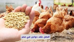 أفضل علف دواجن في مصر