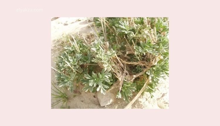 فوائد الشيح البري لصحة الإنسان: حقيقة أم خرافة؟ 4 الشيح البري