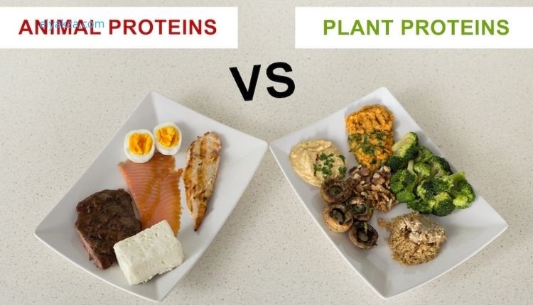 البروتين النباتي أم الحيواني: أيهما الأفضل لصحتك وفق العلم والدراسات الطبية 3 تأثير البروتين النباتي والحيواني على الجسم