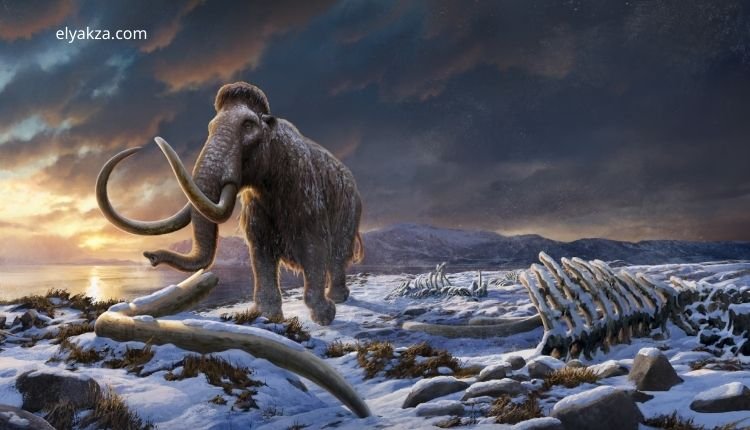 ماموث جزيرة رانجل: القصة الكاملة لانقراض آخر عمالقة العصر الجليدي 1 wrangel island mammoths