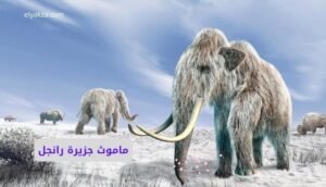 wrangel island mammoths