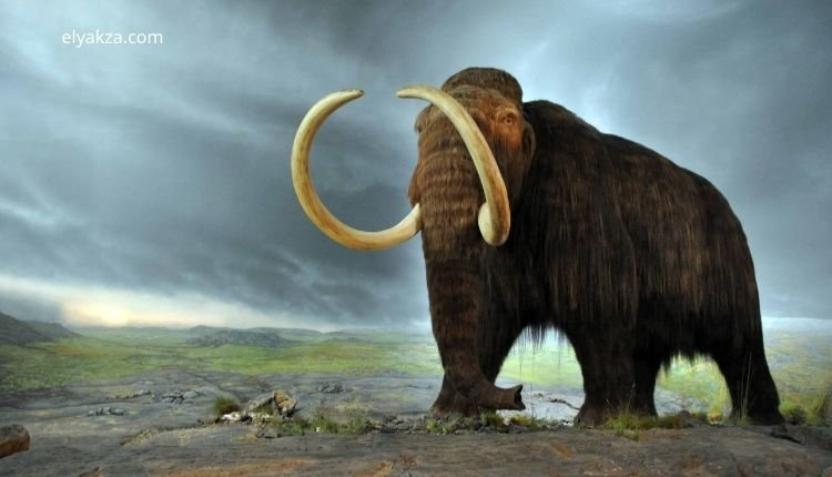 ماموث جزيرة رانجل: القصة الكاملة لانقراض آخر عمالقة العصر الجليدي 2 wrangel island mammoths discovery