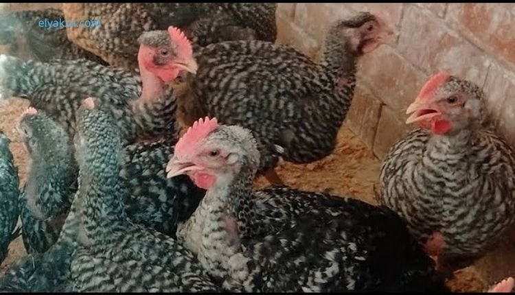 تربية الفراخ الجميزة: الدليل الشامل للحصول على أفضل نتائج في التسمين 4 فراخ الجميزه عمر شهر