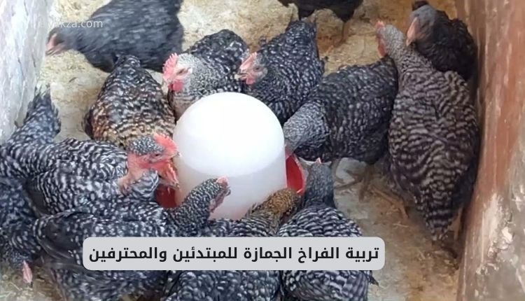 الفراخ من النوع gemeza