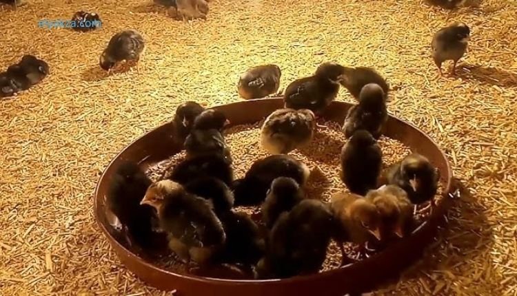 نصائح ذهبية لنجاح تربية الفراخ الجمازة للمبتدئين والمحترفين 3 نصائح ذهبية لنجاح تربية الفراخ الجمازة