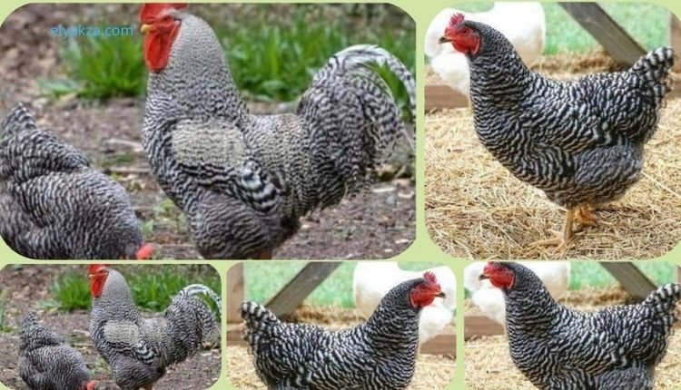 تربية الفراخ الجميزة: الدليل الشامل للحصول على أفضل نتائج في التسمين 3 فراخ الجميزة بتبيض بعد كام شهر