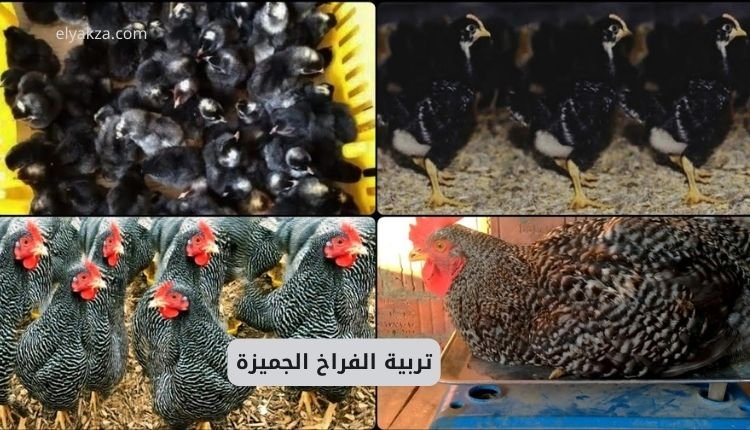 تربية الفراخ الجميزة
