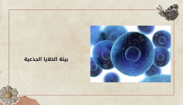 بيئة الخلايا الجذعية