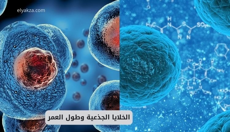 الخلايا الجذعية وطول العمر