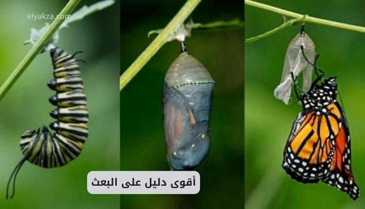 معجزة تحول اليرقة إلى فراشة - أقوى دليل على البعث 2 أقوى دليل على البعث