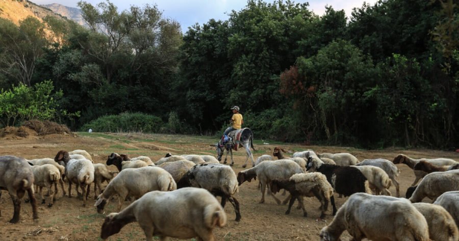 سوق المزارع: المنصة المتكاملة لحراج الأغنام والمواشي والمعدات الزراعية في السعودية 3 حراج الأغنام والمواشي